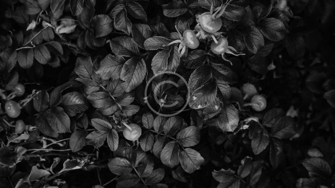 Black Section4 3 Copyright 1170x658