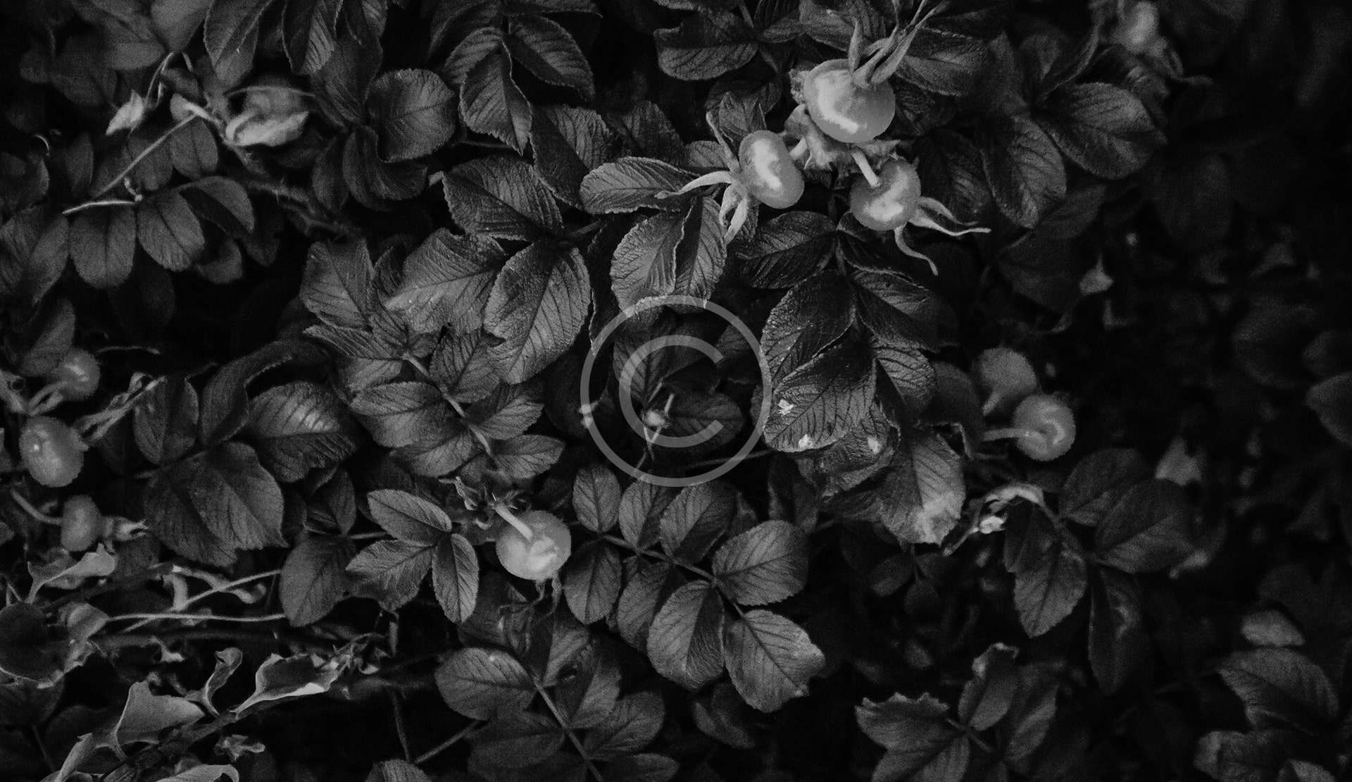 Black Section4 3 Copyright